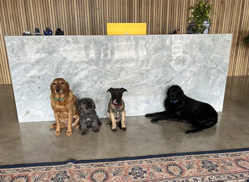dogs-in-lobby